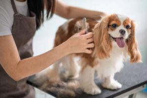 Mobile Dog Grooming Business