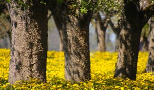 What are the 5 elements of a sustainable business model?