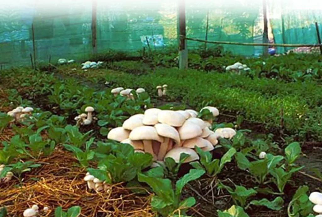 What is the most profitable mushroom to farm