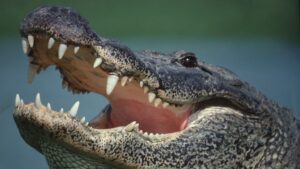 Are sewer animals dangerous to humans