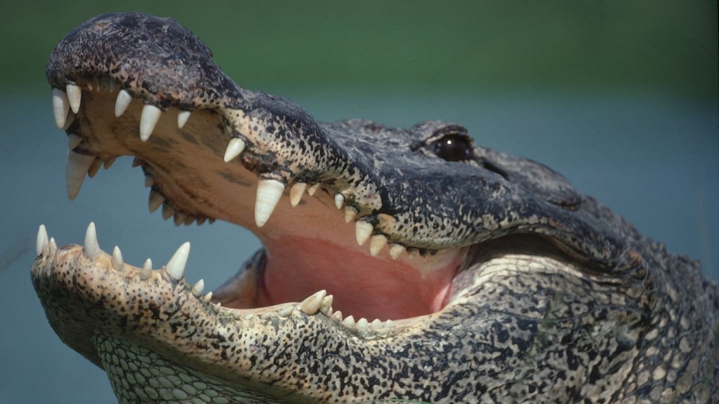 Are sewer animals dangerous to humans