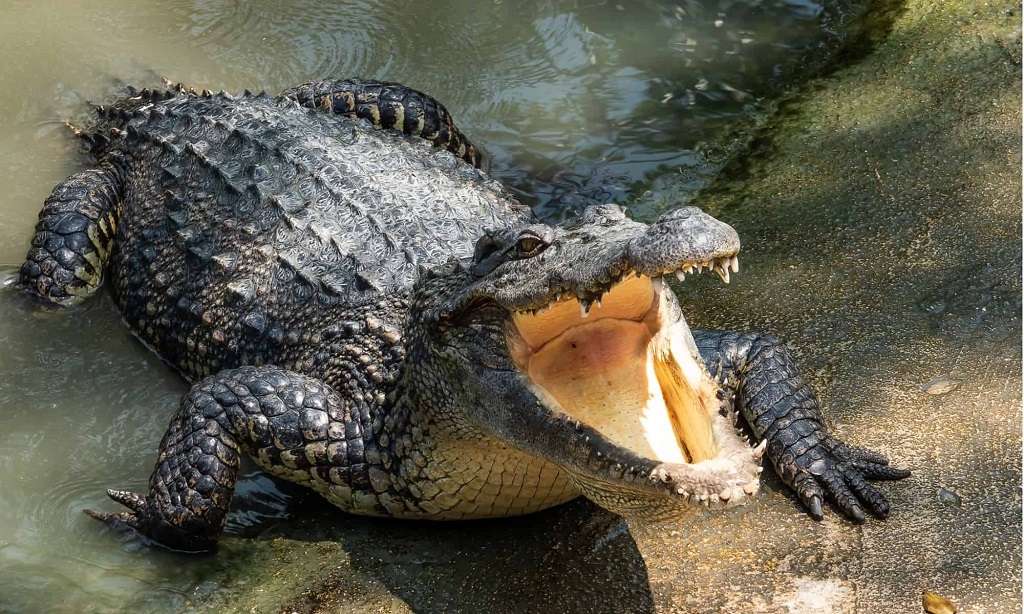 What attracts animals to live in sewers